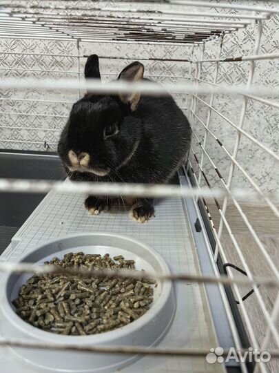 Карликовый кролик