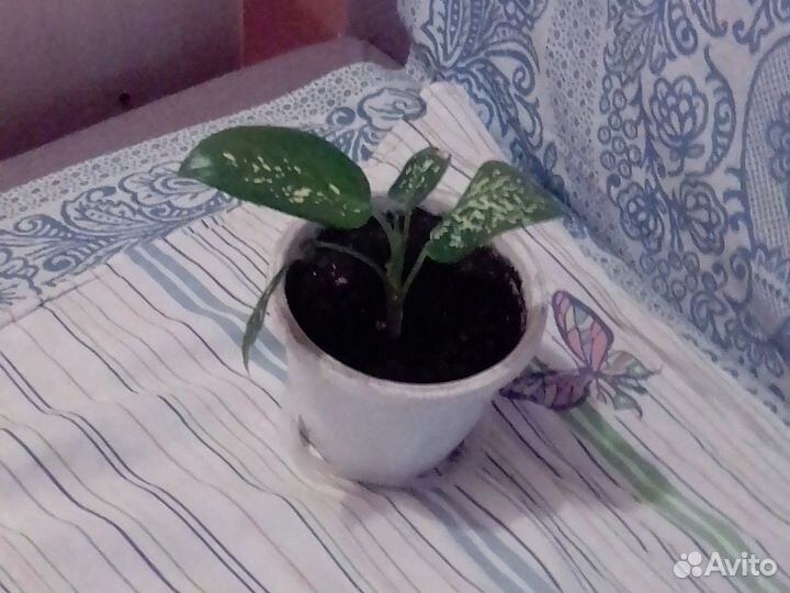 Диффенбахия