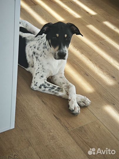 Метис курцхаара