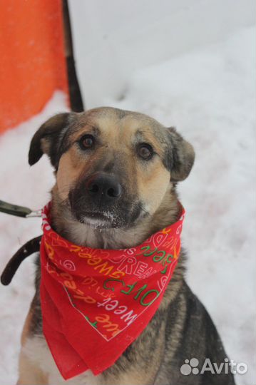 Мирта-трогательная и скромная собаченька ищет дом