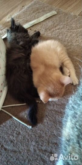 Котята отдам даром