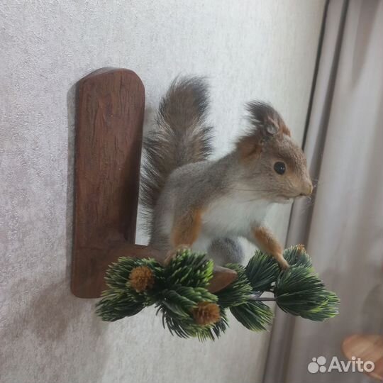 Чучело белка