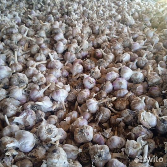 Продам чеснок оптом. Сорт 