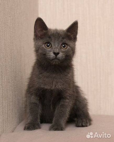 Серые котята в добрые руки