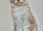 Мейн-кун котенок из питомника