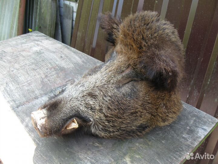 Голова кабана чучело