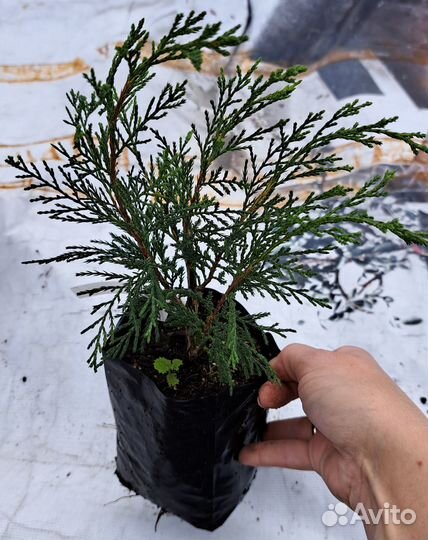 Можжевельники