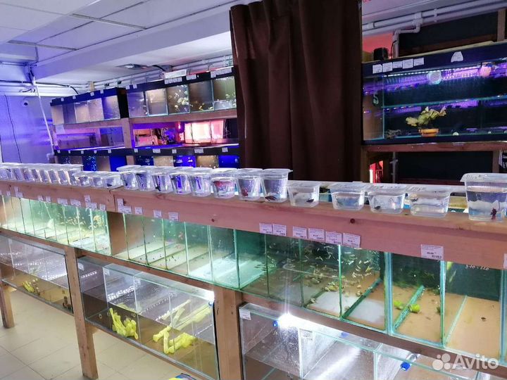 Аквариумные рыбки и растения ассортименте магазина