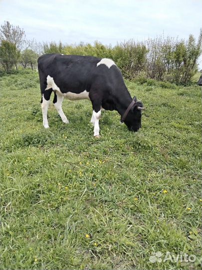 Корова стельная