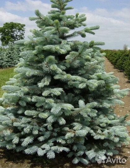 Семена ель голубая глаука кейбаб