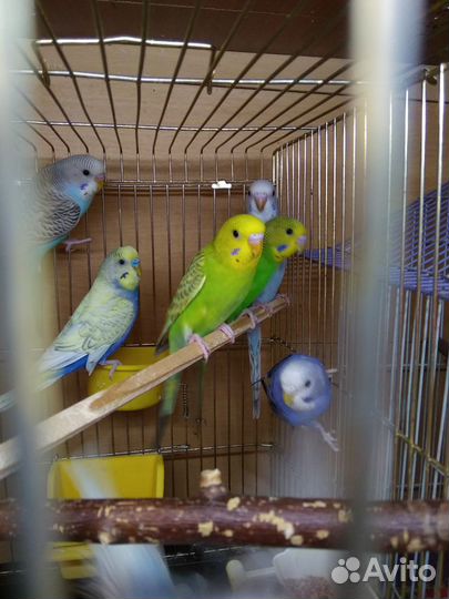 Попугаи волнистые от 1 месяца
