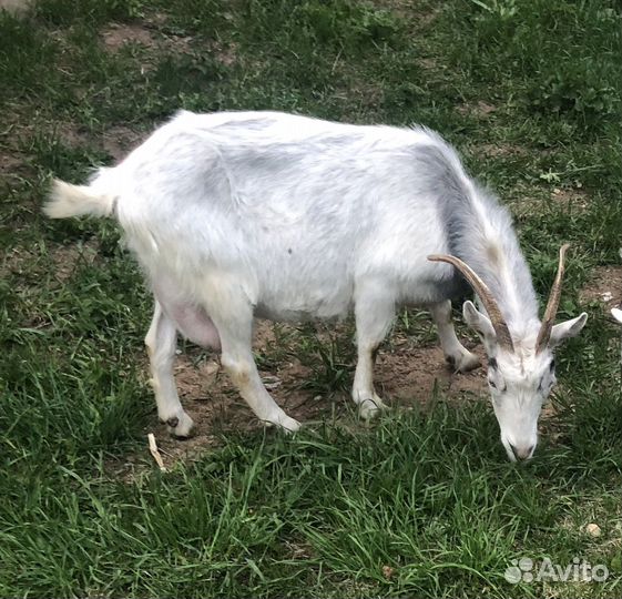 Коза дойная 1 руб