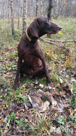 Кобель курцхаар для вязки