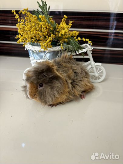 Перуанские свинки (большой выбор, разные окрасы)