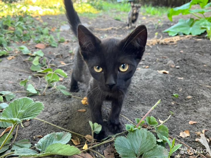 Отдам в добрые руки котят