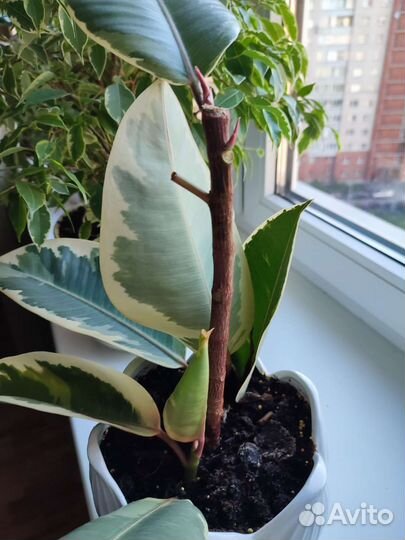 Фикус эластика