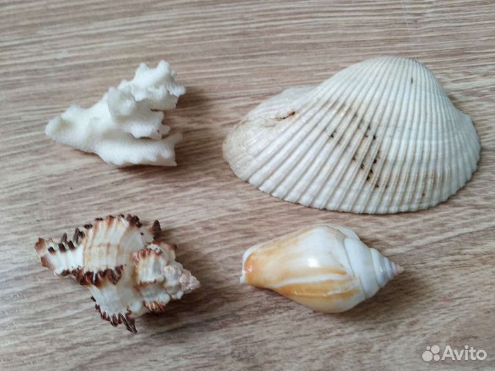 Коралл и ракушки