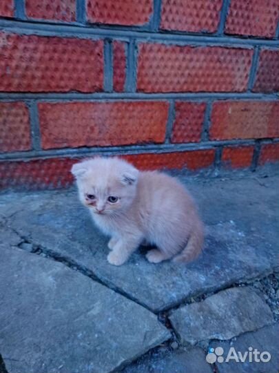 Кошка котята