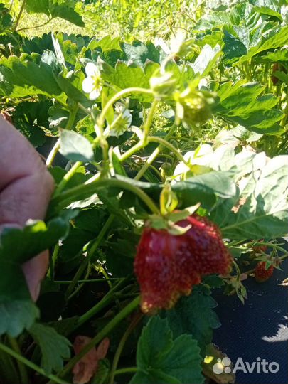Рассада клубники купчиха