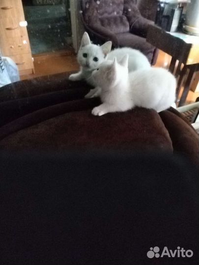 Кошка в дар бесплатно