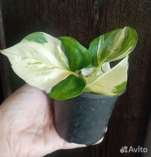 Эпипремнум, филодендрон