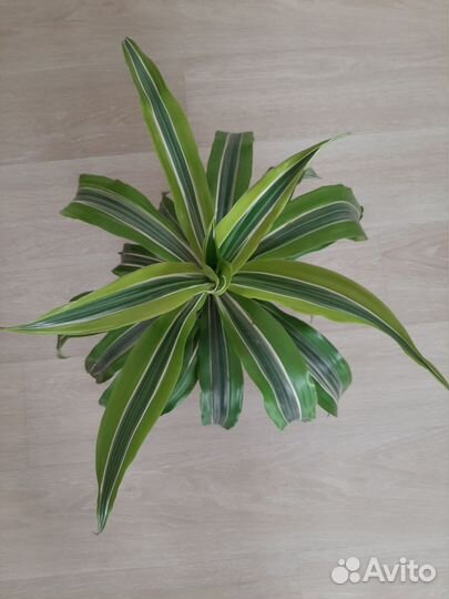 Драцены, Папоротник, Радермахера