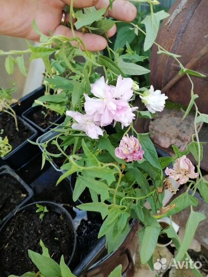 Калистегия