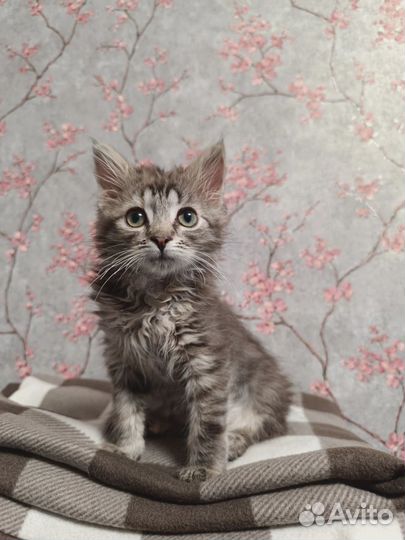 В поисках дома