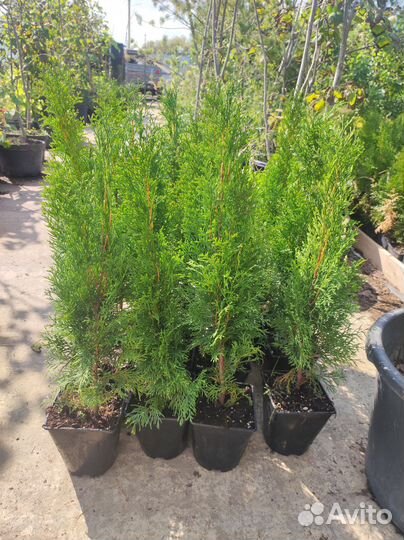 Туя Смарагд