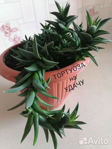 Хавортия извилистая, или тортуоза (H. tortuosa )