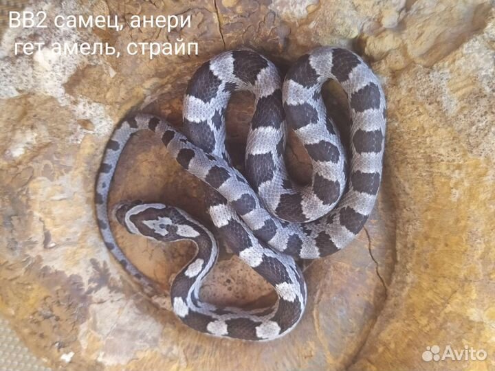 Маисовых полозов близзард, нормал, продаю