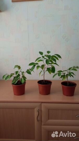 Фикус бенджамина