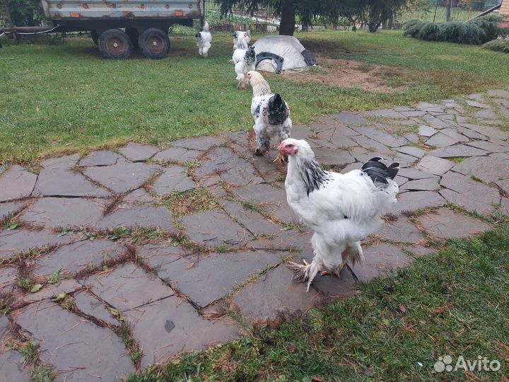 Петухи Брама