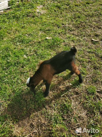 Нубийские высоко процентные козлята