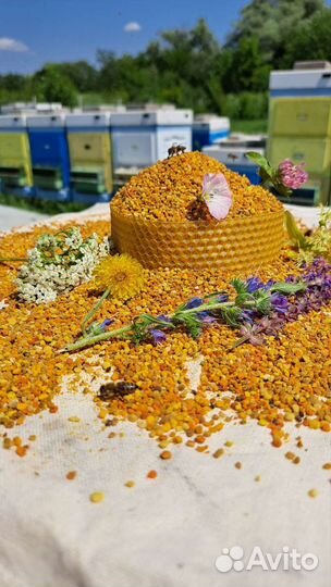 Пыльца пчелиная