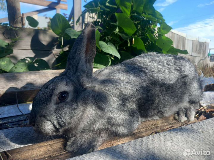 Калифорнийские кролики и фландр
