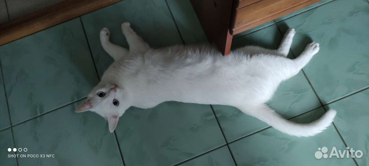 Котята отдам в добрые руки бесплатно