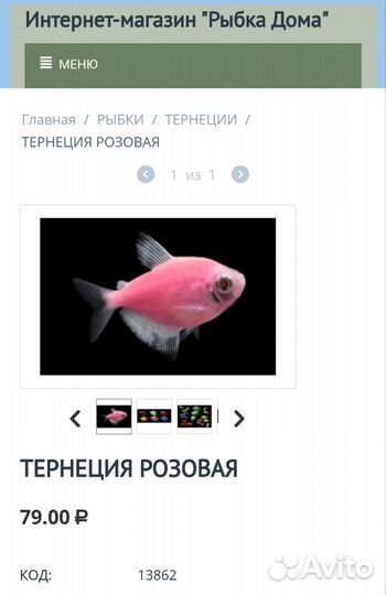 Тернеция гло розовая Аквариумные рыбки много