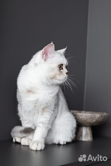 Шотландский кот