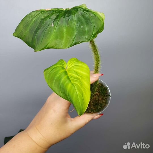 Филодендрон серпианс варрикозум