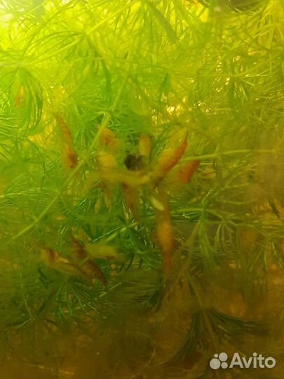 Креветки вишня