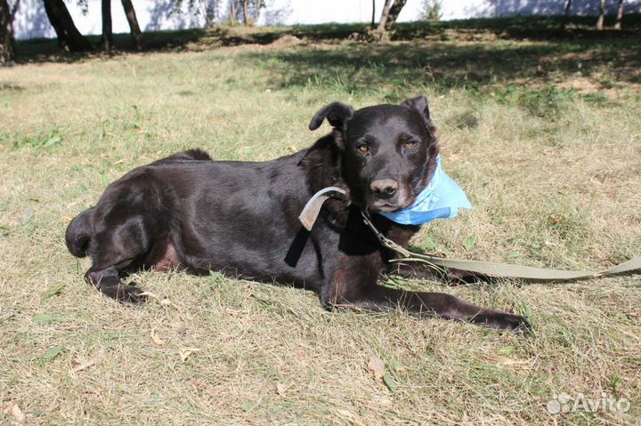 Пёс Кит в добрые руки