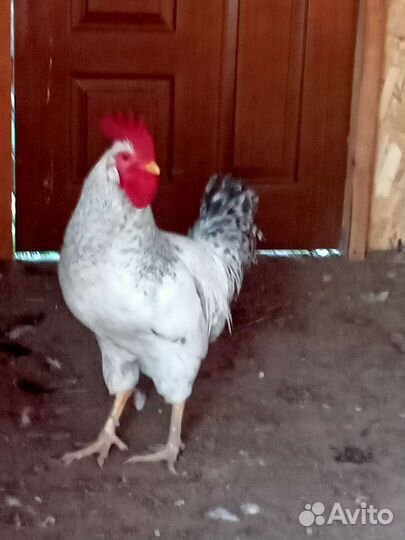 Молодые петушки