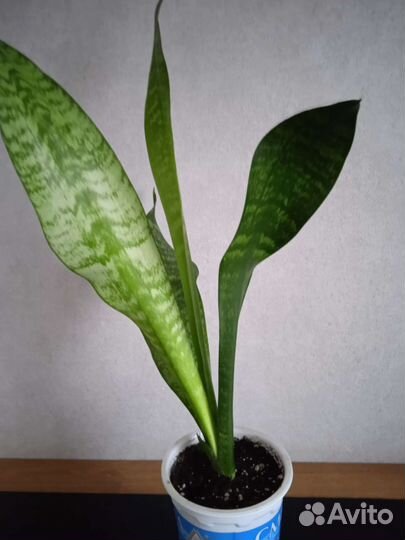 Сансевиерия