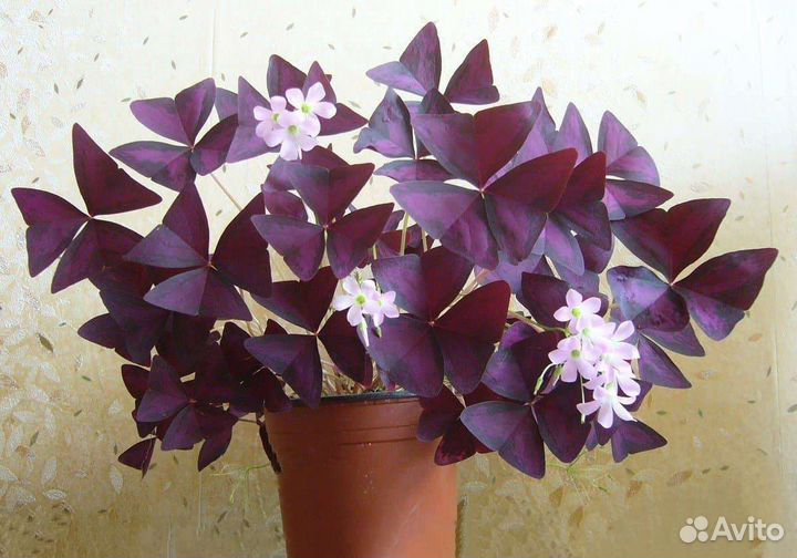 Комнатные растения