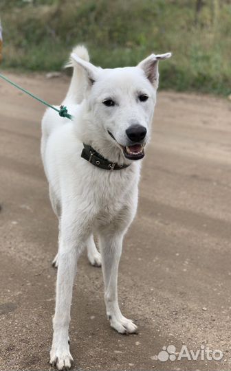 Собаки бесплатно