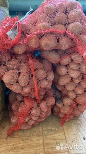 Продам картофель