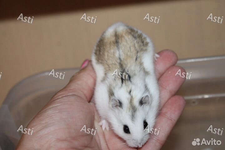 Джунгарские хомячки необыкновенного редкого окраса