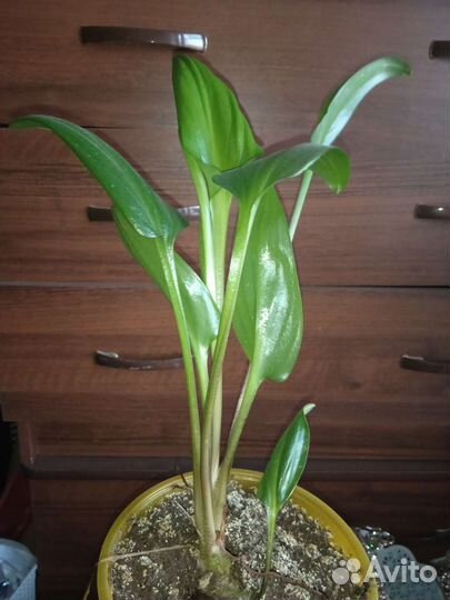 Цветы ухоженные красивые