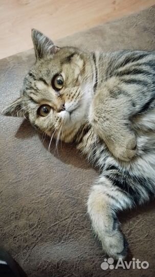 Шотландский кот вязка